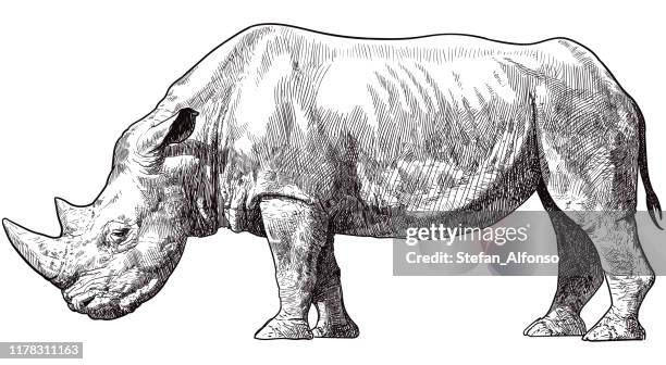 ilustrações de stock, clip art, desenhos animados e ícones de vector drawing of rhino - rhinoceros