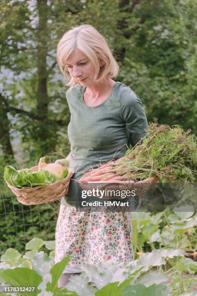 frau ernte bio-anbau gemüse im spätsommer garten - chicorée stock-fotos und bilder