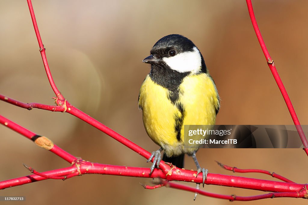 Great tit