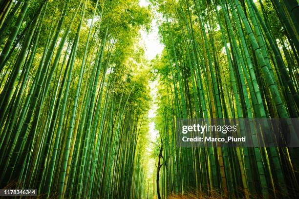 arashiyama bamboo forest in kyoto, japan - bamboo material stock pictures, royalty-free photos & images