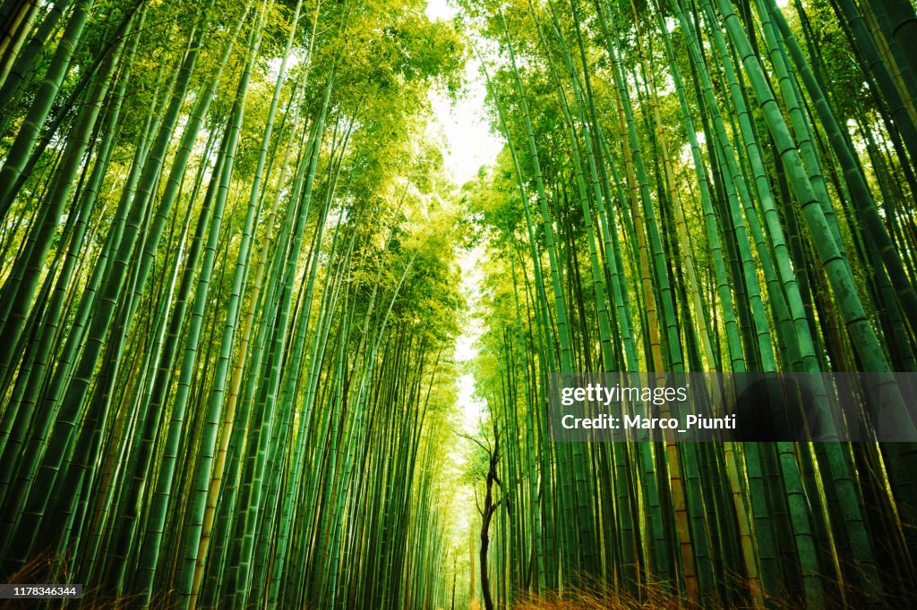 Arashiyama Bamboo Forest i Kyoto, Japan
