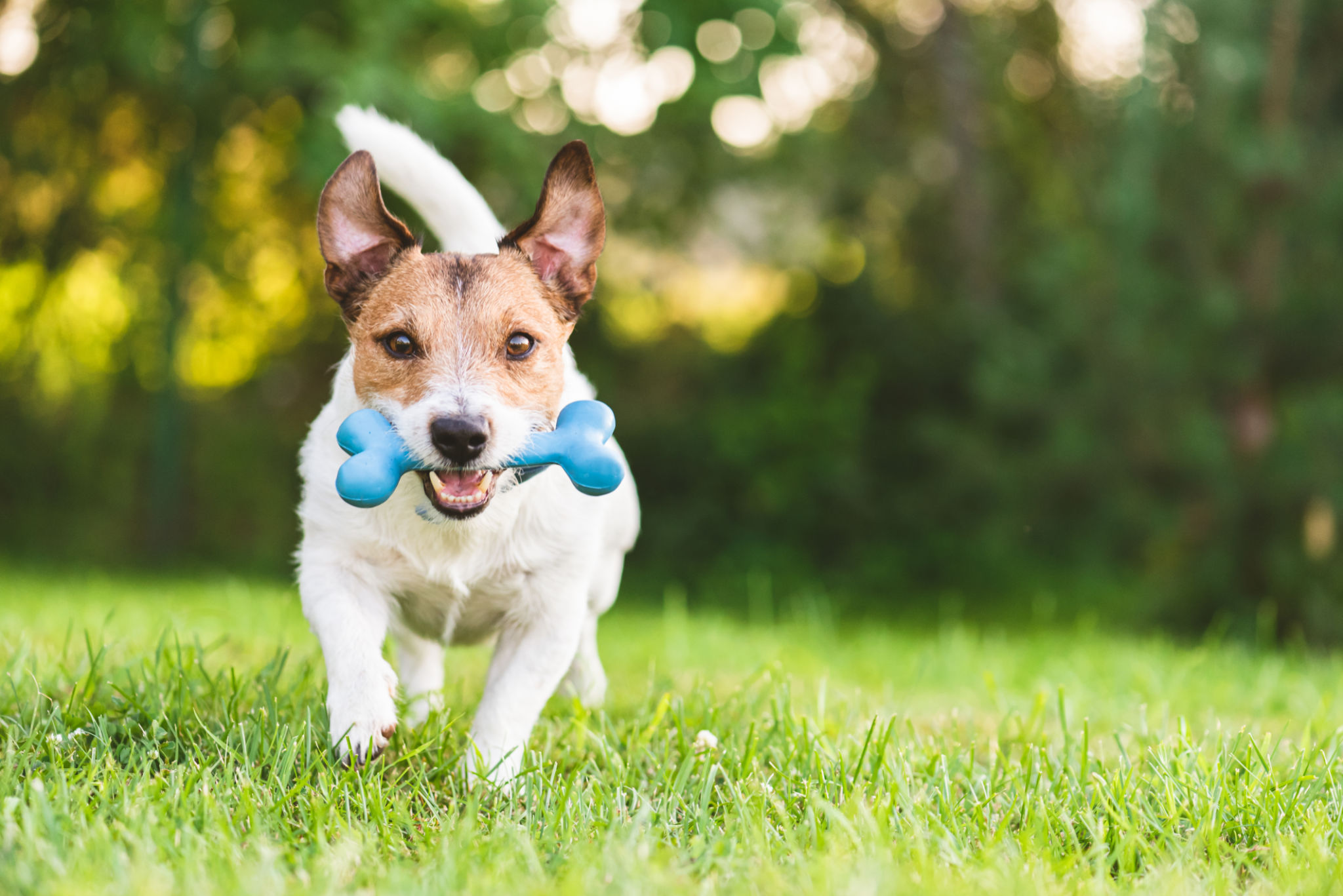 pet care lawn