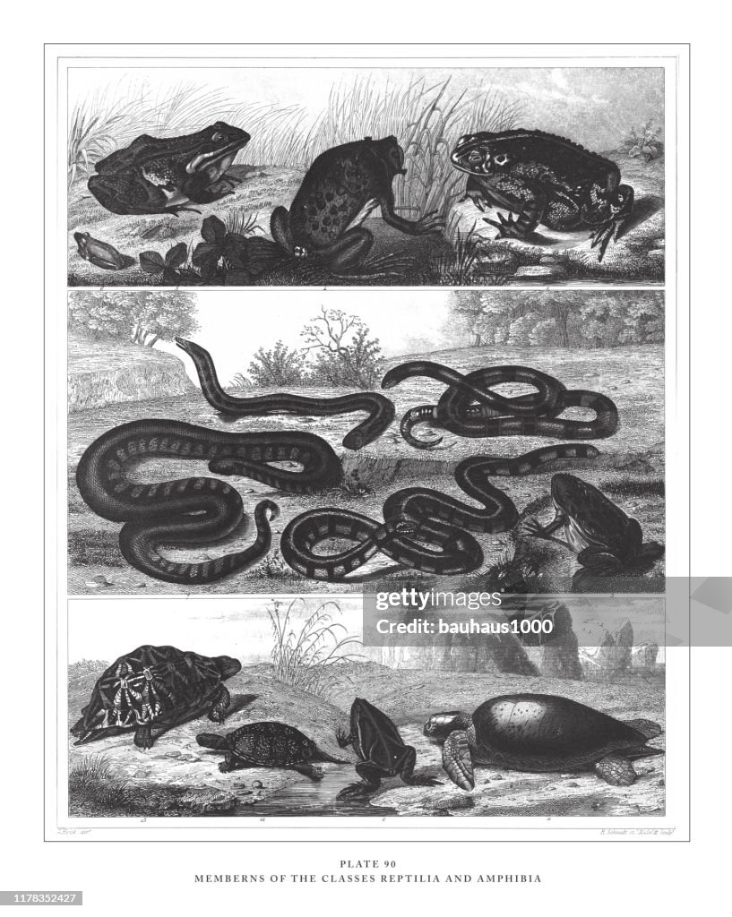 Mitglieder der Klassen Reptilia und Amphibia Gravur antike Illustration, veröffentlicht 1851