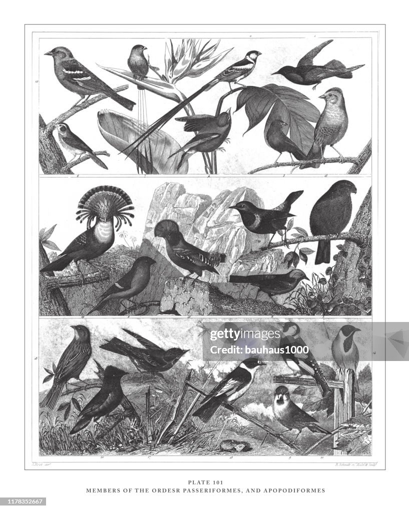 Members of the Orders Passeriformes and Apopodiformes, Engraving Antique Illustration, Published 1851
