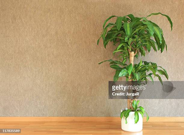 interior - copy space - yucca stock pictures, royalty-free photos & images