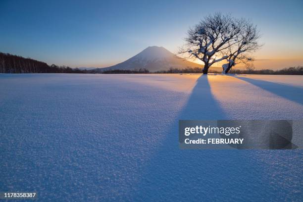 twin cherry trees and mt yotei, hokkaido, japan - hokkaido stock pictures, royalty-free photos & images