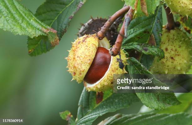 a branch of ripe conkers on a horse chestnut tree (aesculus hippocastanum). - chestnut stock pictures, royalty-free photos & images