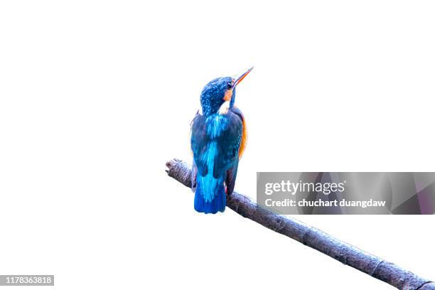 common kingfisher, female (alcedo atthis) beautiful color and catch on perched a branch with isolated background - uppflugen på en gren bildbanksfoton och bilder