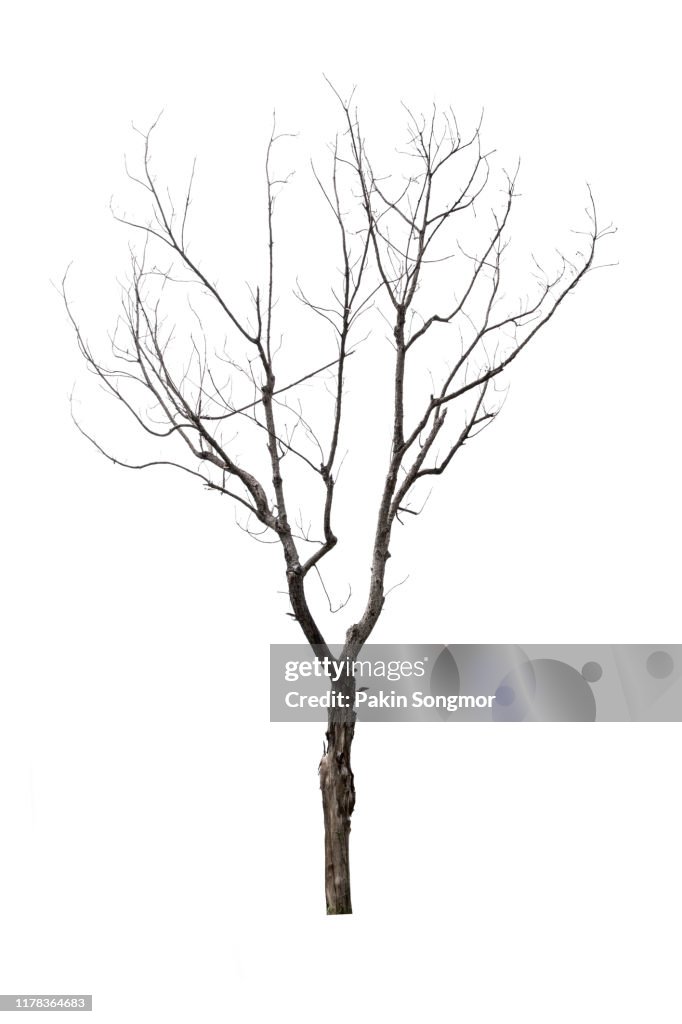 Close-Up Of Bare Tree Against White Background