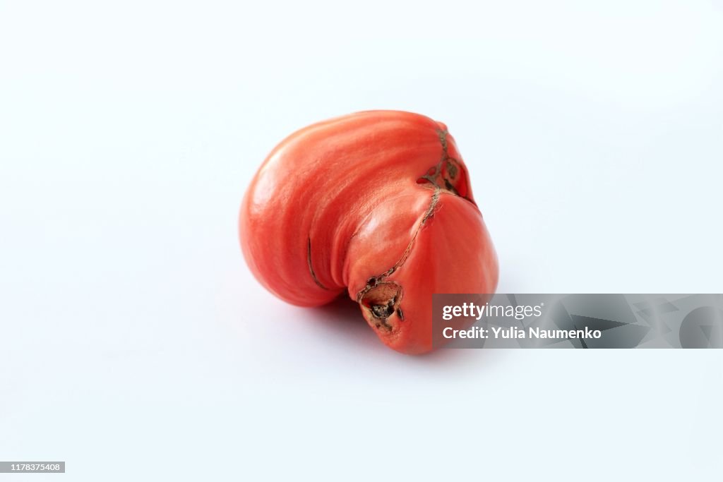 Trendy ugly organic produce. One red tomato isolated on white background.Image with copy space.