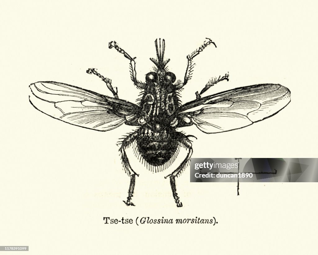 Insects, Tsetse fly (Glossina morsitans), 19th Century engraving