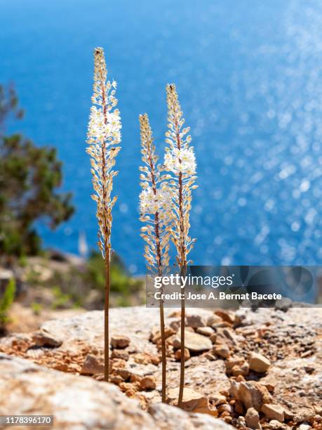 flowers (urginea maritima) on a cliff by the sea on the island of formentera. - urginea maritima stock pictures, royalty-free photos & images