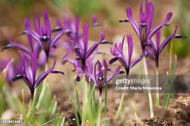 purple rock garden iris in bloom - iris reticulata stock pictures, royalty-free photos & images