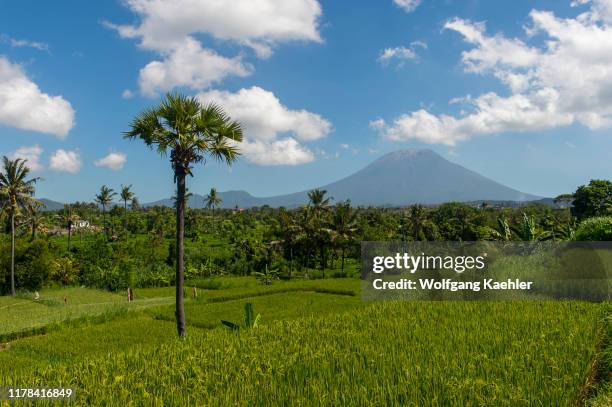 Rice fields with Mount Agung, near the Ujung Water Palace , also known as Sukasada Park, East Bali, Indonesia.