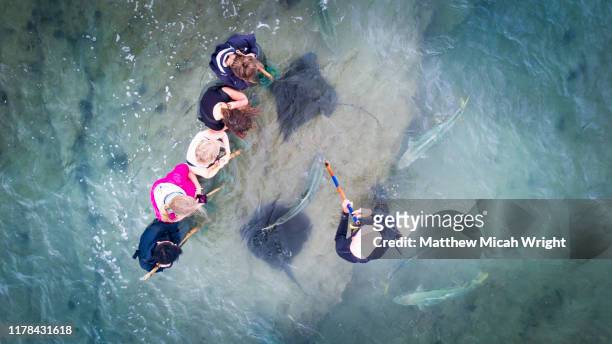 travelers wade into the ocean to hand feed large wild stingrays in gisborn, new zealand. - gisborne stock pictures, royalty-free photos & images
