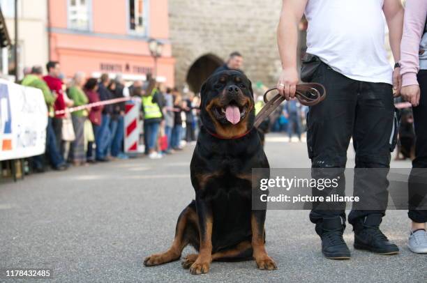 October 2019, Baden-Wuerttemberg, Rottweil: A Rottweiler sits on a street in the city centre during the Great Rottweiler Meeting under the motto...