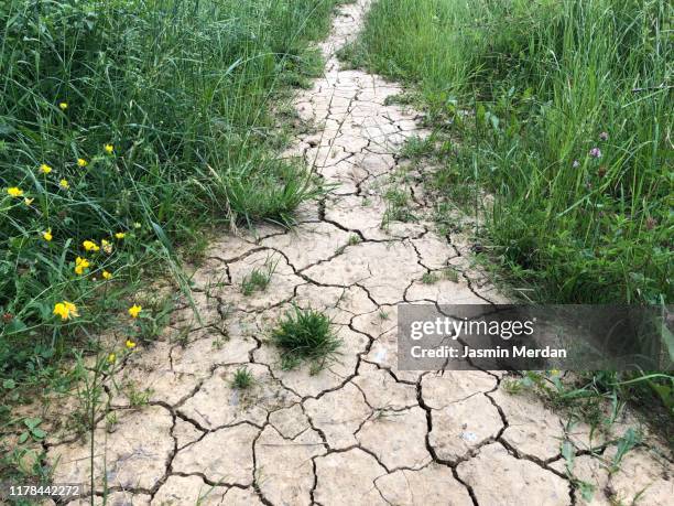 crack and dry ground at grass field - dry stock pictures, royalty-free photos & images