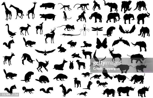 illustrations, cliparts, dessins animés et icônes de grande collection de silhouettes animales - zoo