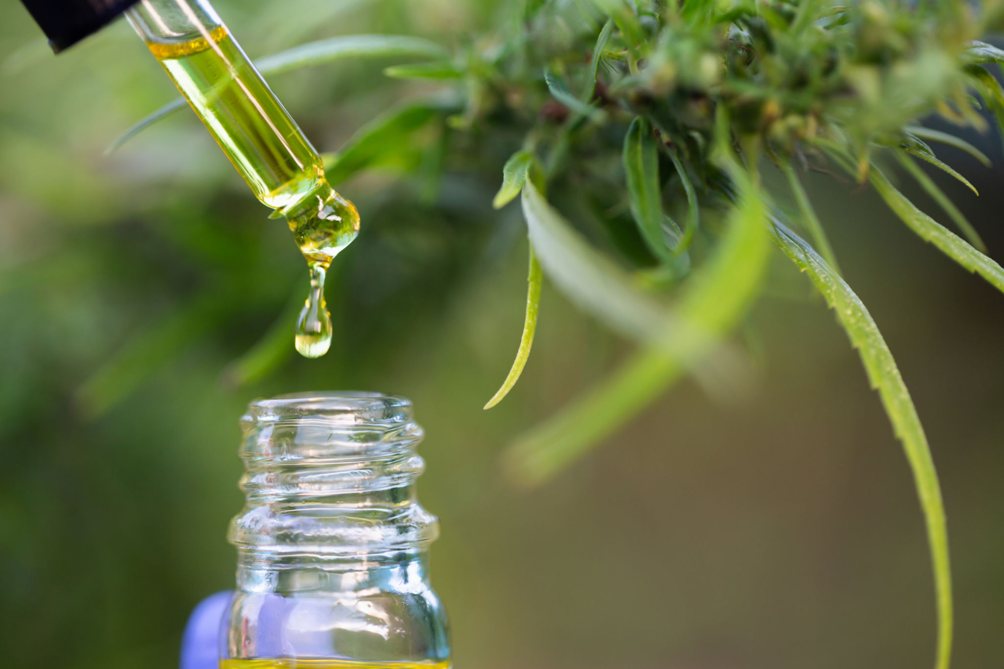 cbd extraction
