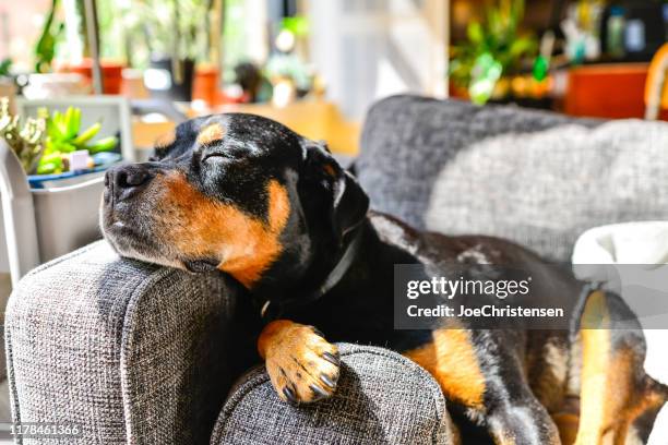 rottweiler dog lounging indoors on couch with head on armrest - rottweiler imagens e fotografias de stock