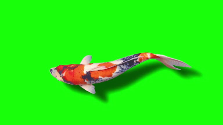Looping Animation Fish 1,302 Fish Animation Stock Videos, Footage, & 4K Video Clips - Getty Images