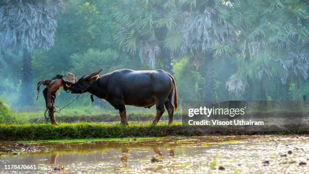 vietnam farmer using buffalo plowing rice field - water buffalo stock pictures, royalty-free photos & images