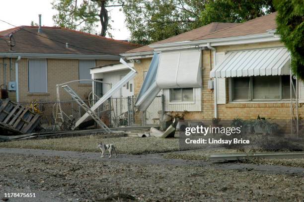Cat who survived Hurricane Katrina two weeks before regards photographer warily in evacuated neighborhood on Setpember 13, 2005 in Metairie,...