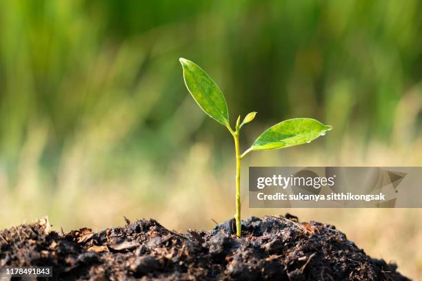 young plant growing in sunlight . - sapling fotografías e imágenes de stock