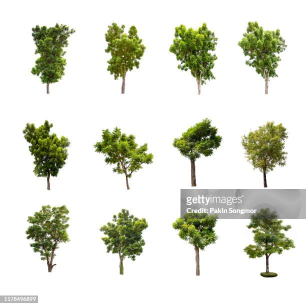 collections green tree isolated on white background. - strauch stock-fotos und bilder