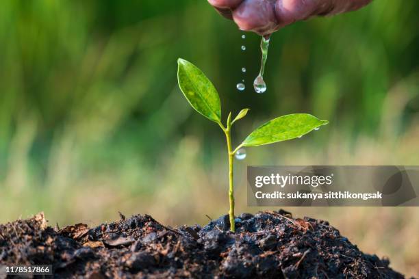 care of new life . - reforestation stock pictures, royalty-free photos & images