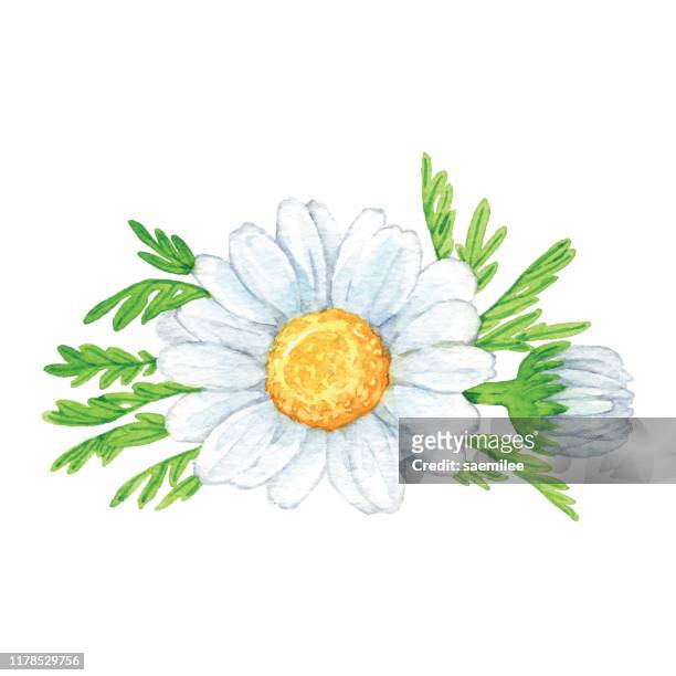 aquarell kamille blumen - chamomile flower stock-grafiken, -clipart, -cartoons und -symbole