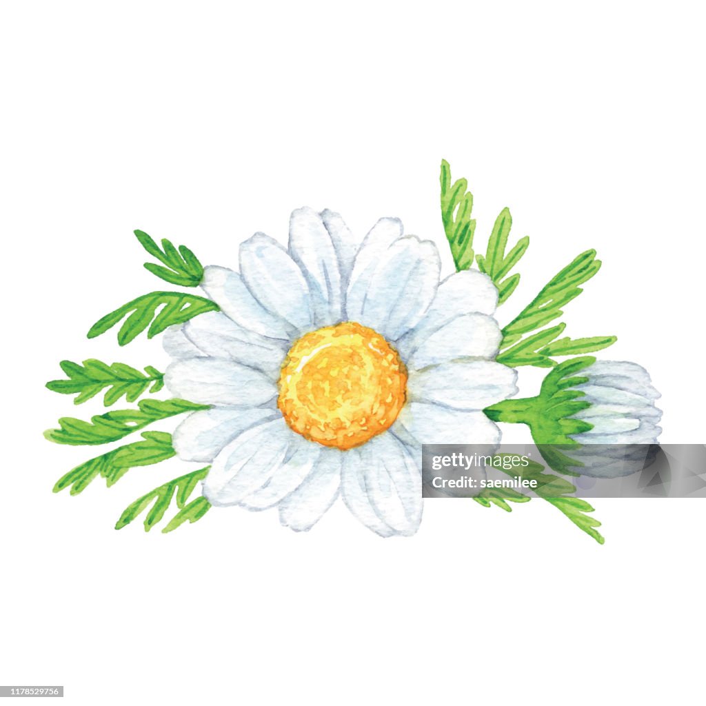 Acuarela Camómile Flores