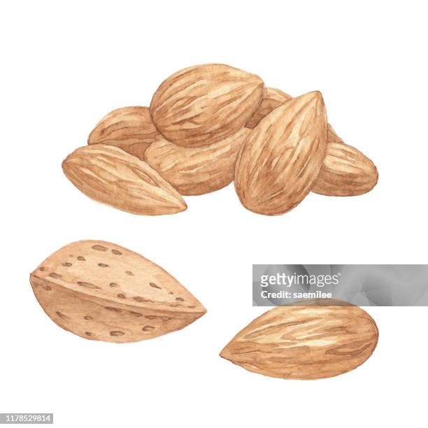 aquarell mandeln - almonds on white stock-grafiken, -clipart, -cartoons und -symbole
