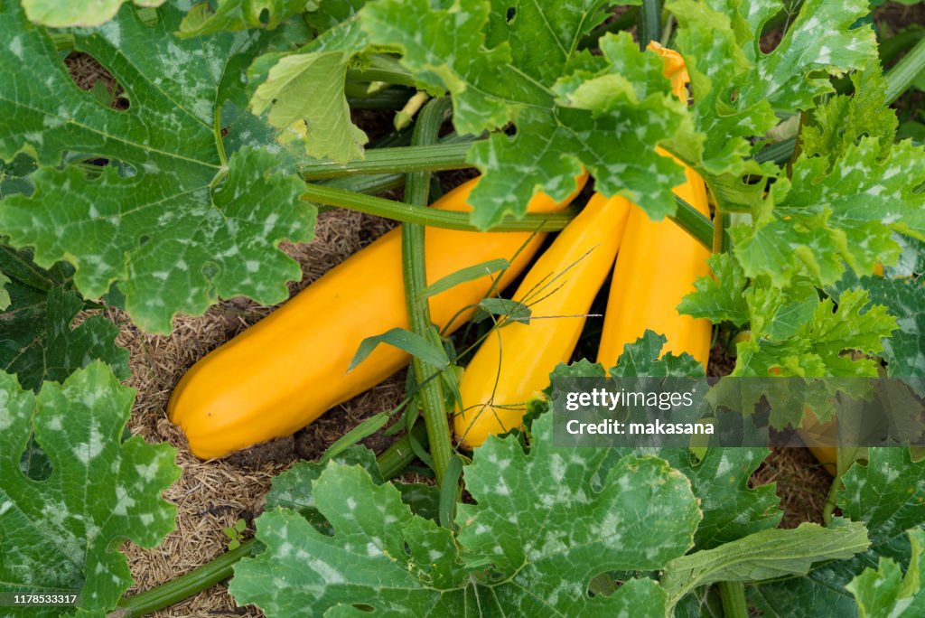 Large organic yellow squash ripening in a healthy and well-kept vegetable patch