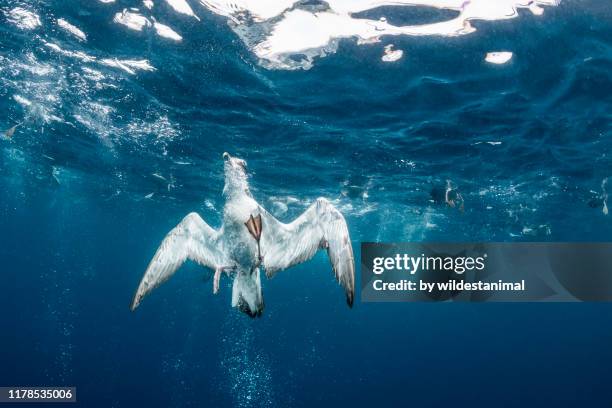 close view of a cory's shearwater swimming back to the surface after  feeding on a mackerel scad bait ball, atlantic ocean, pico island, the azores, portugal. - bola de cebo fotografías e imágenes de stock