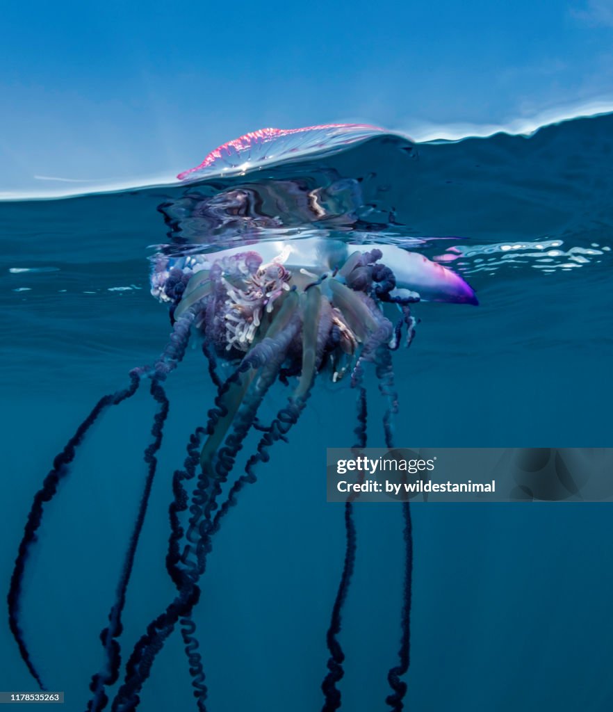 Portuguese man o war floating on the surface, split shot, Atlantic Ocean, Pico Island, The Azores, Portugal.