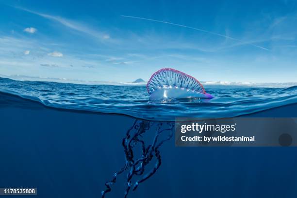 portuguese man o war floating on the surface, split shot, atlantic ocean, pico island, the azores, portugal. - kwal stockfoto's en -beelden