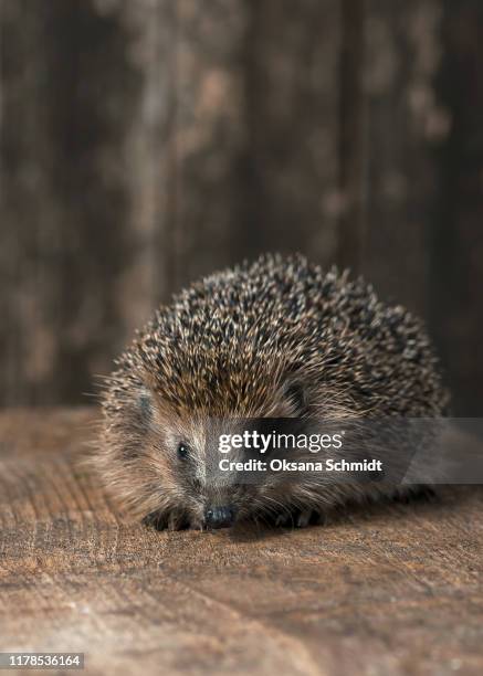 cute little hedgehog sits on a wooden board. - hedgehog stock pictures, royalty-free photos & images