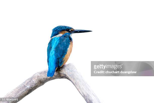 common kingfisher, female (alcedo atthis) beautiful color and catch on perched a branch with isolated background - tropical bird white background stock pictures, royalty-free photos & images