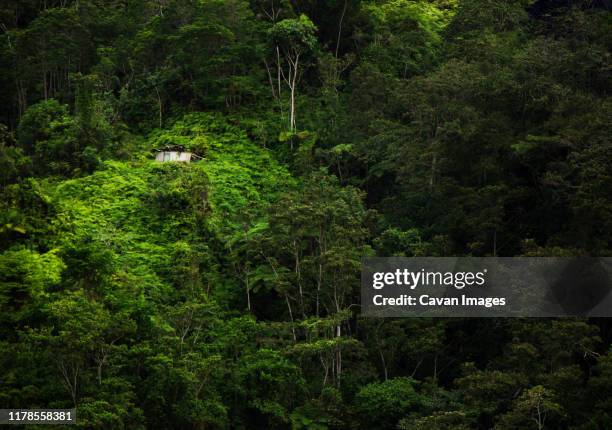 a tree house in the middle of the jungle - colombia jungle stock pictures, royalty-free photos & images