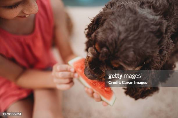 girl holding watermelon for dog - dog eating a girl out stock pictures, royalty-free photos & images