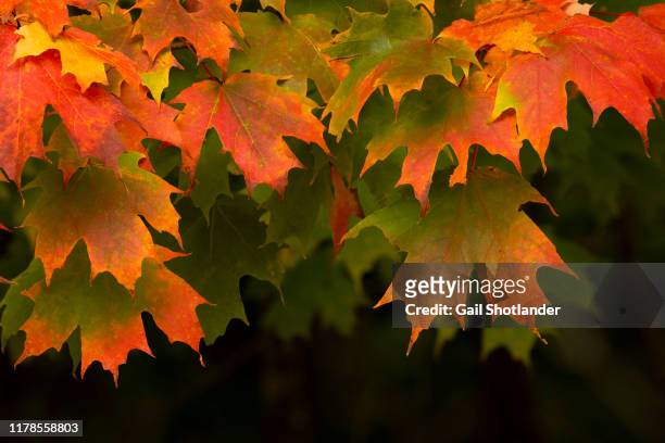 sugar maples leaves draped - maple tree stock pictures, royalty-free photos & images