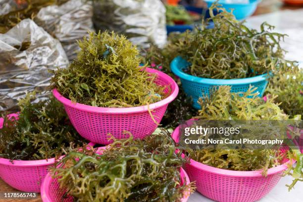 seaweed guso eucheuma for sale - meeresalge stock-fotos und bilder