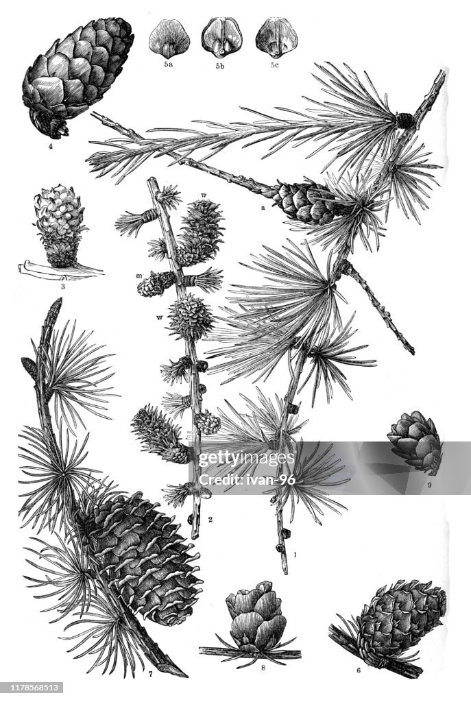 Larch