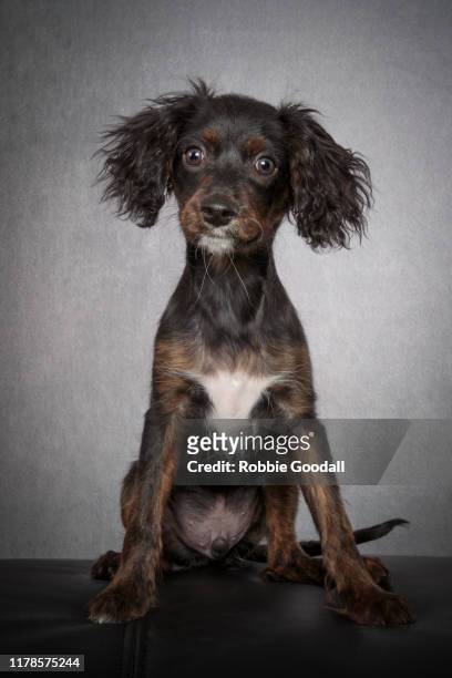 portrait of a cavalier king charles spaniel/miniature poodle mix puppy looking at the camera sitting in front of a gray backdrop - black poodle stockfoto's en -beelden