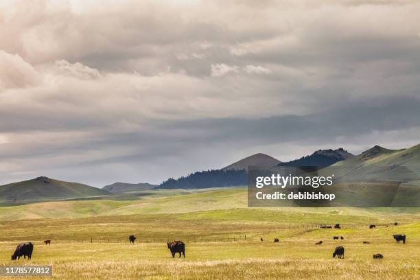 herd of cattle & mountain montana landscape - montana ranch stock pictures, royalty-free photos & images