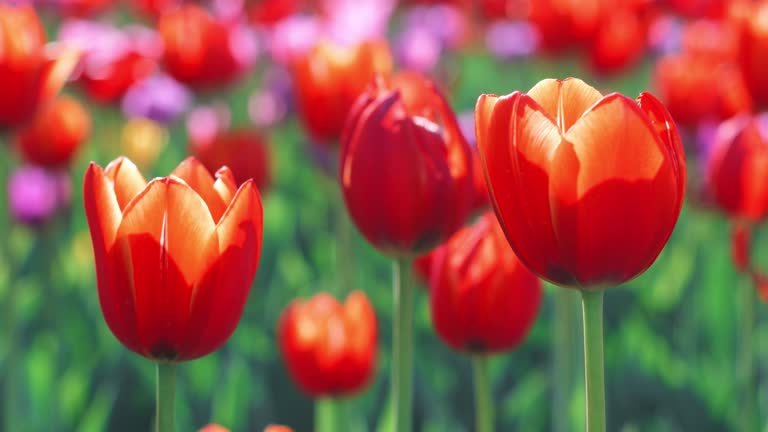 https://media.gettyimages.com/id/1178580864/video/red-tulip-buds-on-flowering-field-at-spring-close-up-red-tulip-on-flower-bed.jpg?b=1&s=640x640&k=20&c=f2z97hDSpldyaQp4a_xYhP18kvOlkFkpgettBMvQuOU=