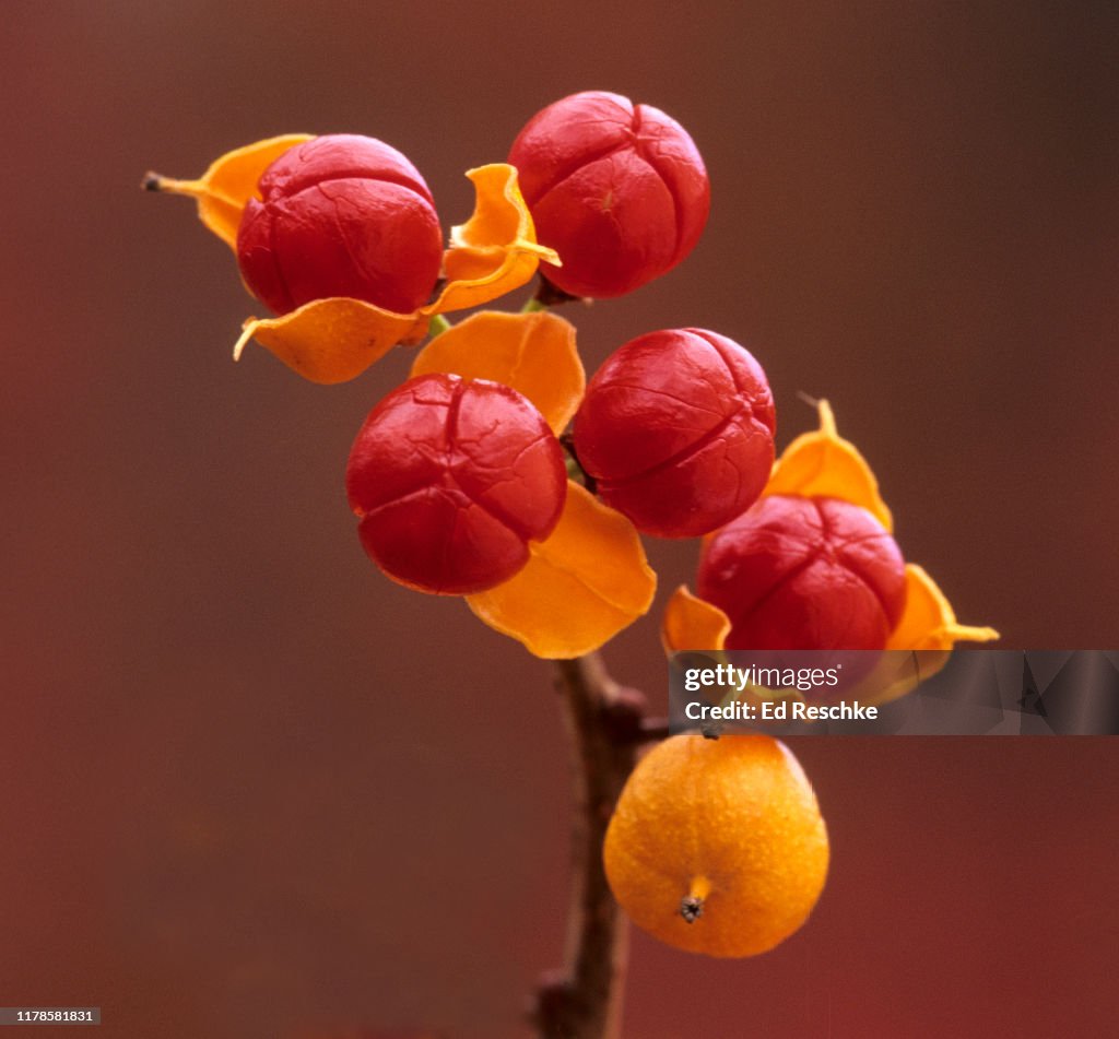 AMERICAN (or Climbing) BITTERSWEET (Celastrus scandens)