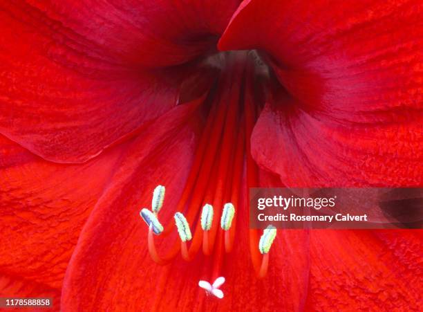 centre of red amaryllis in close-up, full frame. - stamen fotografías e imágenes de stock