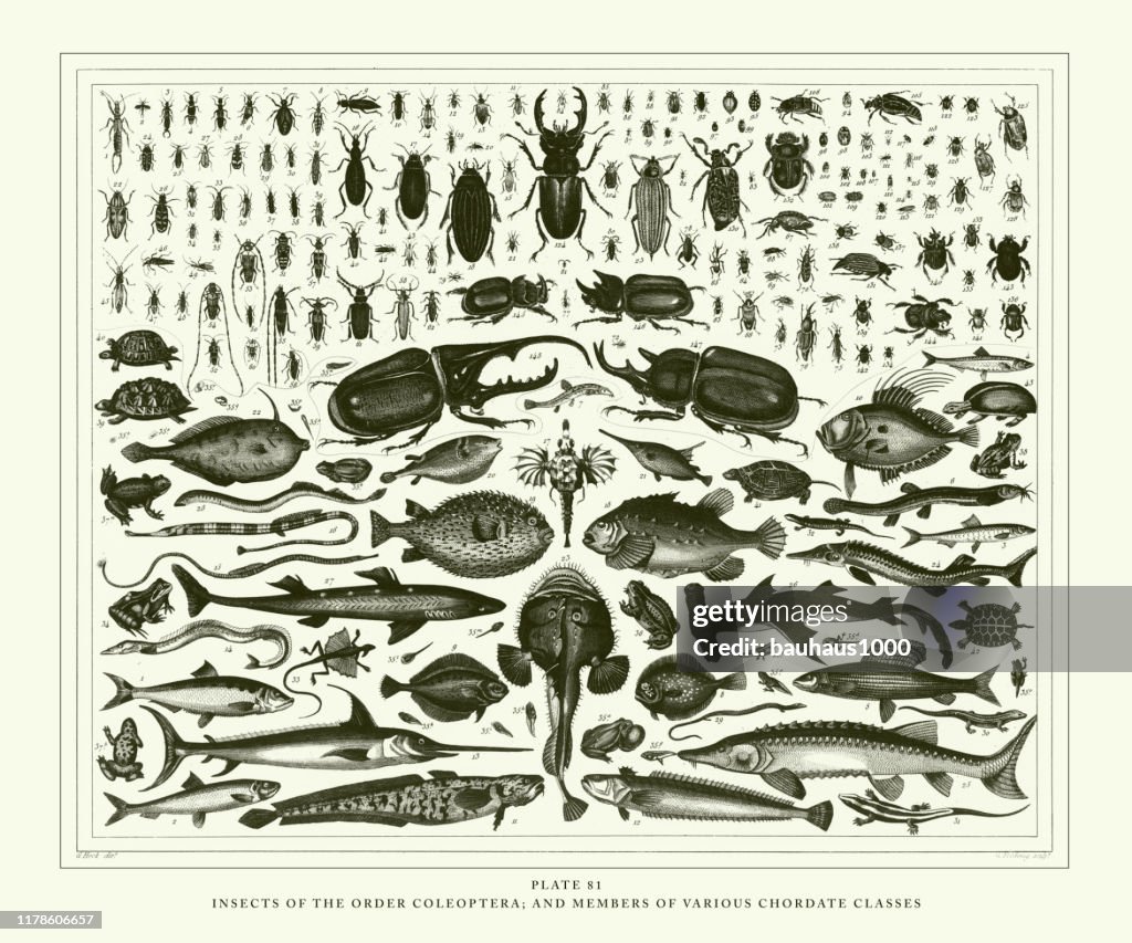 Engraved Antique, Insects of the Order Coleoptera and Members of Various Chordate Classes Engraving Antique Illustration, Published 1851
